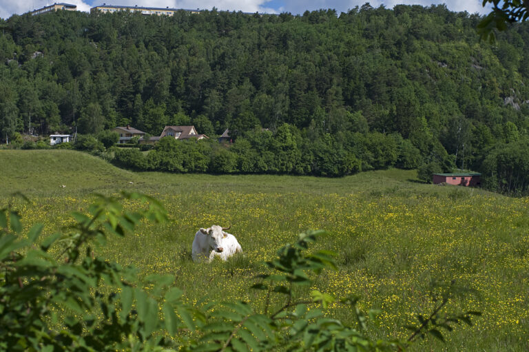 Betar med miljonprogrammet som fond